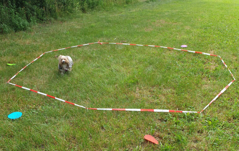 Eine Wiese auf der mit einem rot-weissen Absperrband ein Kreis gespannt ist in dem Kreis steht ein Hund und wartet auf das Longiertraining